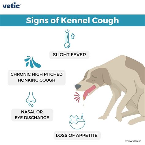 What Is It When A Dog Keeps Coughing