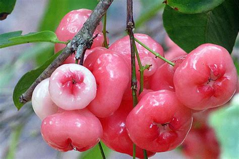  62 Essential What Is Java Apple In Tagalog Recomended Post