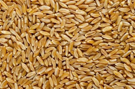 what is java wheat