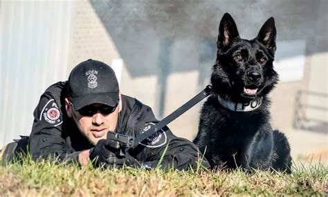 what is k9 training