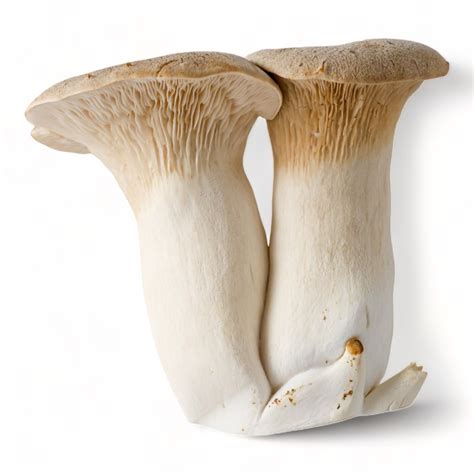 what is king trumpet mushroom good for