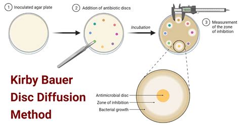 What Is Kirby Bauer Disc Diffusion Method