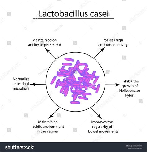 What Is Lactobacillus Casei