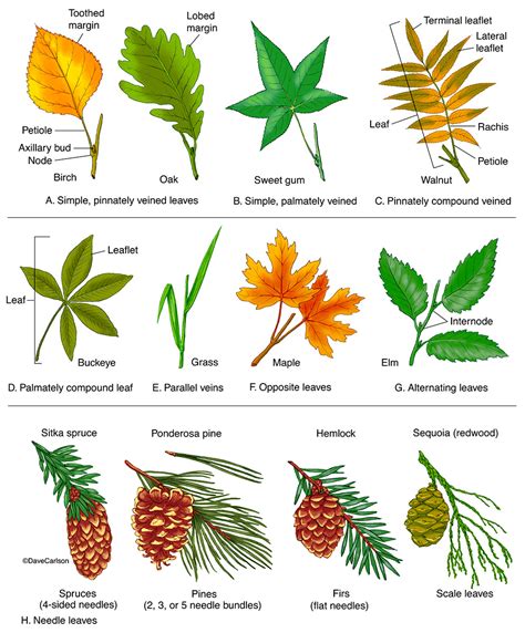 What Is Leaf And Types