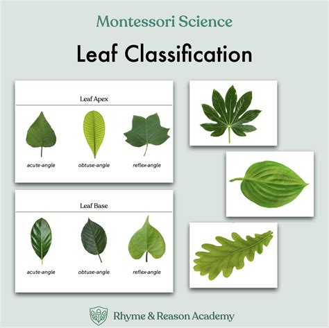 What Is Leaf Classification