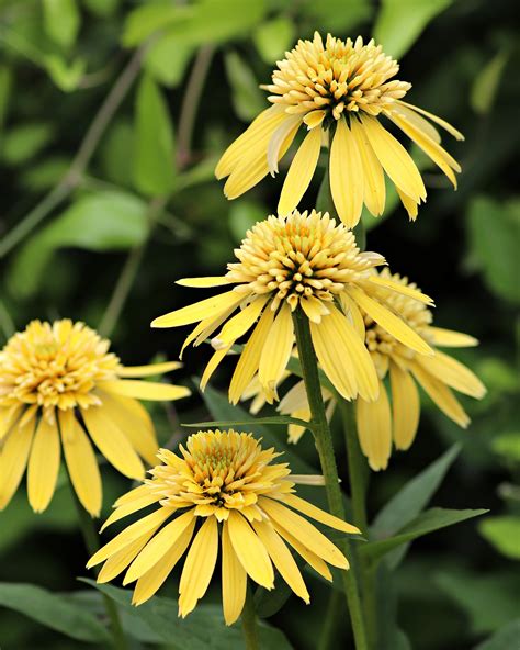 What Is Lemon Echinacea