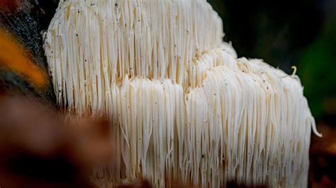 what is lion's mane used for