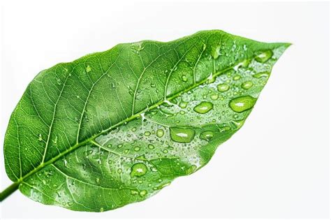 What Is Liquid Leaf