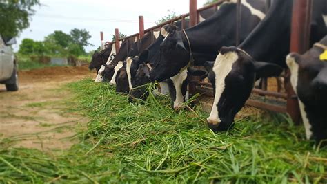 What Is Livestock Fodder