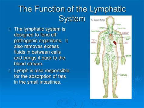 what is lymphatic system and its function