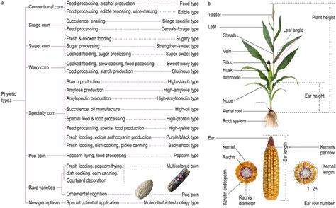 What Is Maize Plant Classification