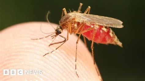 what is malaria bbc