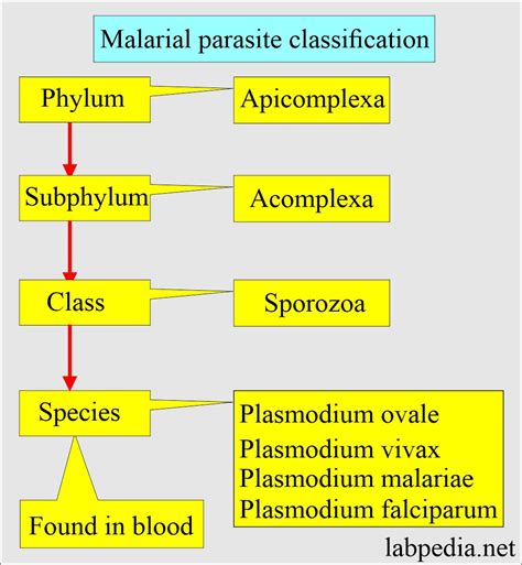 what is malaria classified as