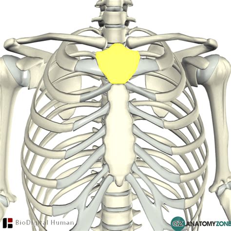 what is manubrium of sternum