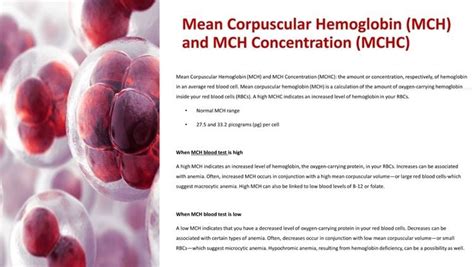 what is mchc in cbc panel