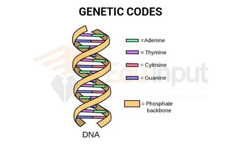 what is mean by genetic code