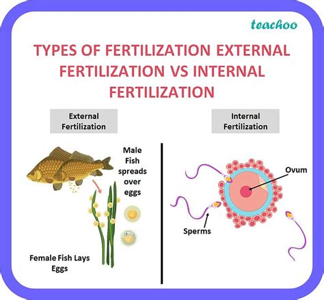 what is mean by the term internal fertilization and external fertilization explain with example