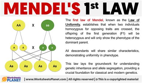 what is mendel's first and second law of inheritance