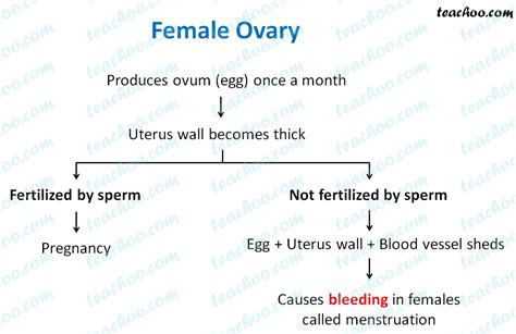 what is menstruation explain class 8 answer pdf