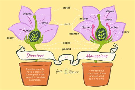 What Is Monoecious Vs Dioecious