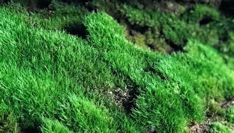 What Is Moss Considered