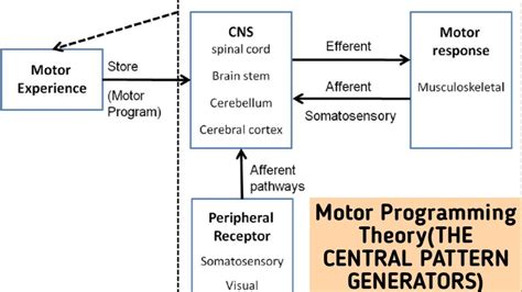 What Is Motor Programming