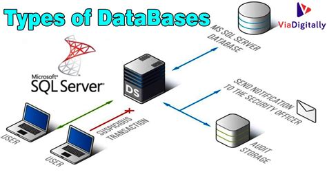what is msdb database in sql server