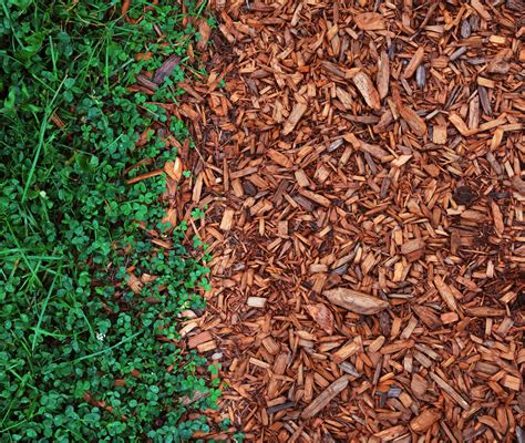 What Is Mulch and Which Mulch Should You Use Where?