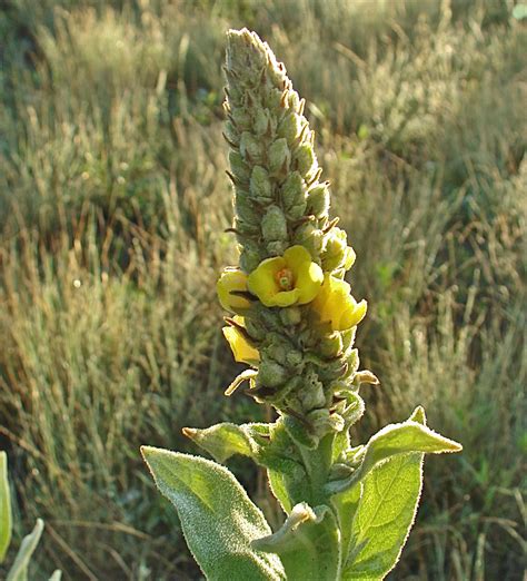 what is mullein