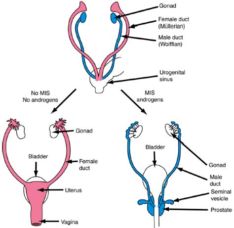 what is mullerian agenesis