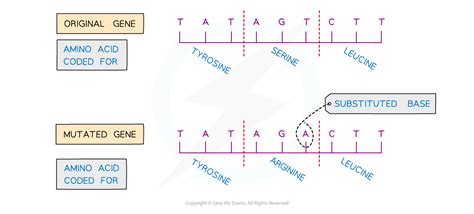 what is mutation igcse biology