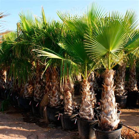 What Is My Palm Tree Worth