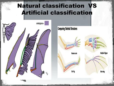 What Is Natural And Artificial System Of Classification