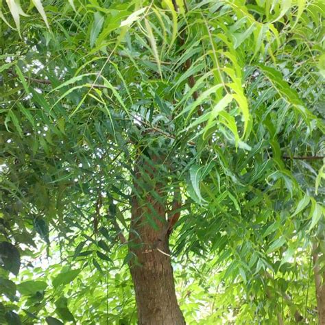 What Is Neem Tree Called In Tagalog