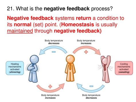 what is negative feedback process