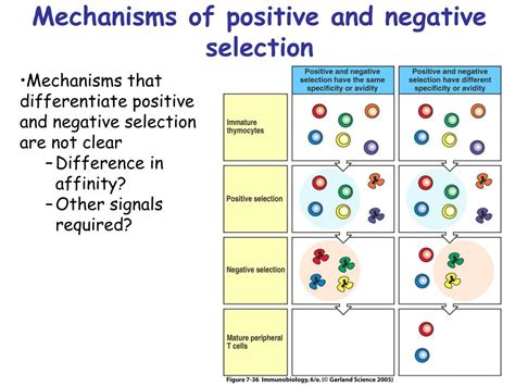 What Is Negative Selection