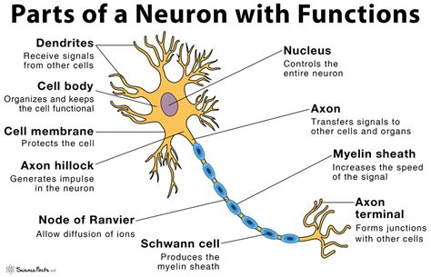 what is nervous tissue give its function explain the structure of neuron with a diagram
