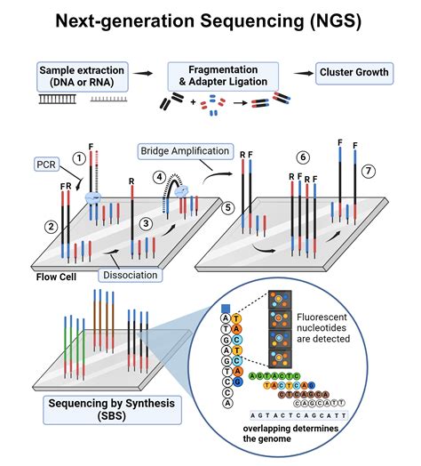 What Is Next Generation Sequencing For Dummies