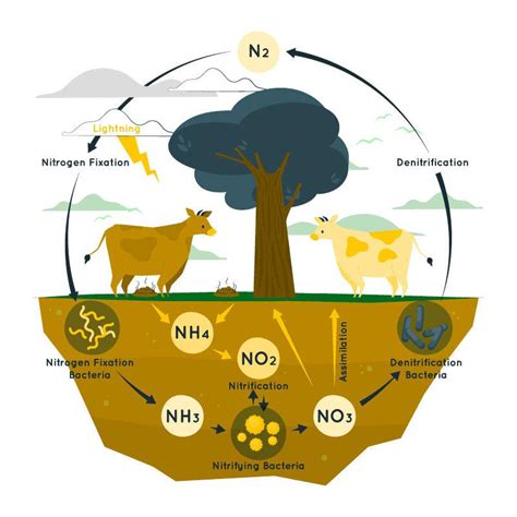 What Is Nitrogen's Main Function In The Atmosphere