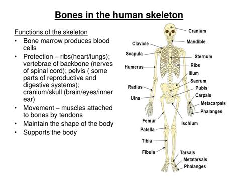 what is not a function of the skeleton