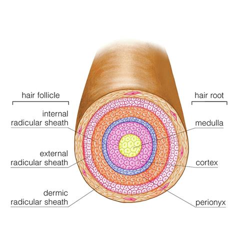 Fresh What Is Not One Of The Three Main Structures Of The Hair Follicle For Short Hair