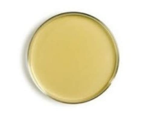 What Is Nutrient Agar Plate