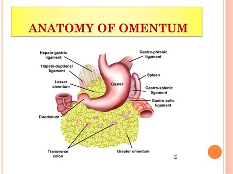 what is omentum definition