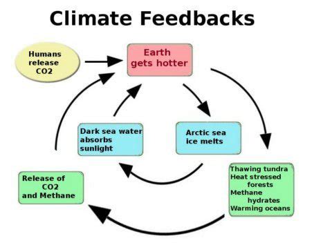 what is one example of a positive feedback loop in the climate