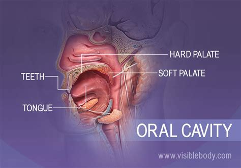 What Is Oral Cavity And Its Function