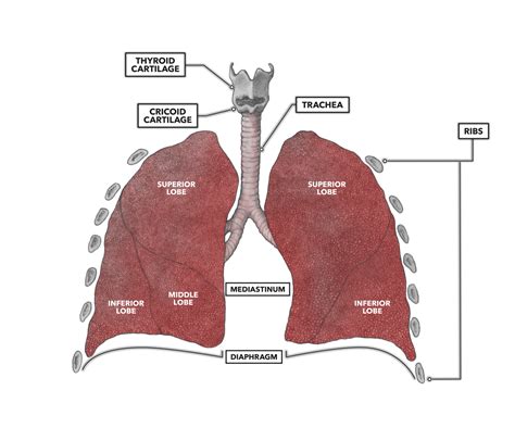 what is osseous structures in lungs