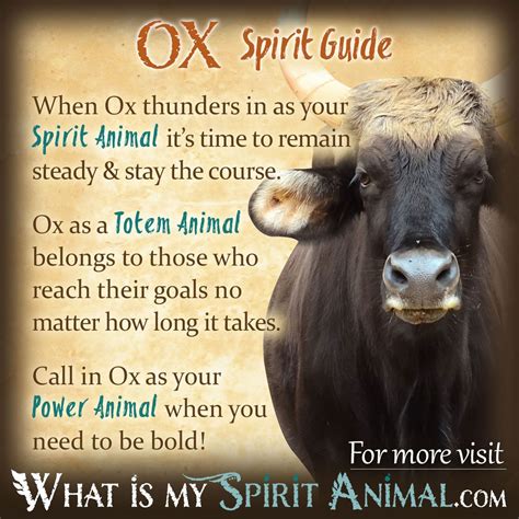 what is ox meaning