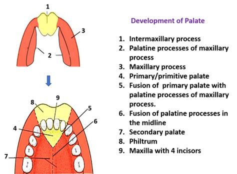 What Is Palate Development