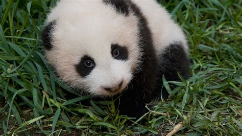 what is pandas in kids