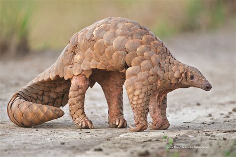 what is pangolin animal